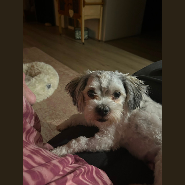 Photo of Gordy/Gordon