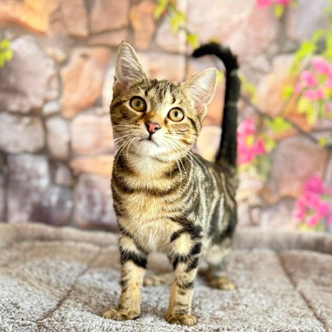 Photo of Bay  In Foster Care In Greensborough