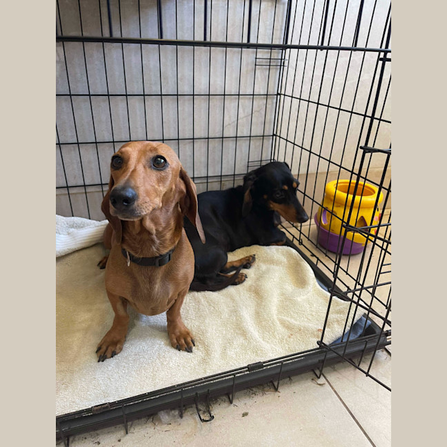 Photo of Betty And Dobbie