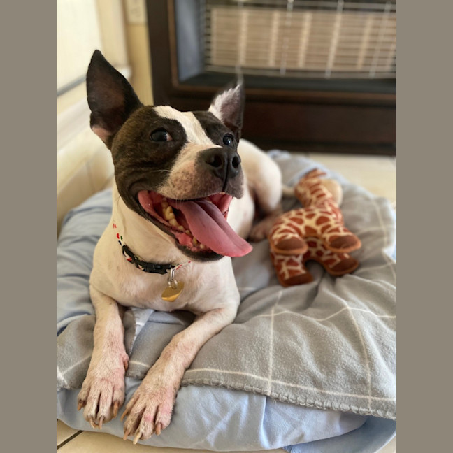 Photo of Pookie Imp 199