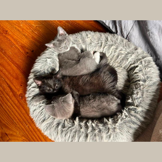 Photo of Dazzle **2nd Chance Cat Rescue **