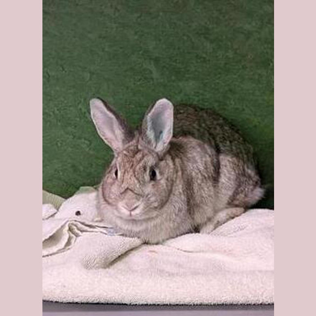 Photo of Lola
