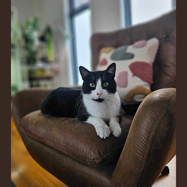 Photo of Ziggy