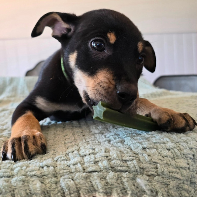 Photo of Kermit The Frog