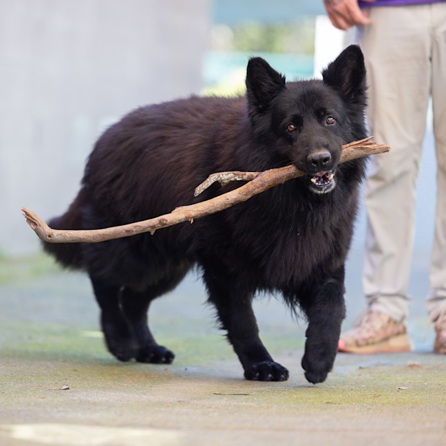 Photo of Wolfie