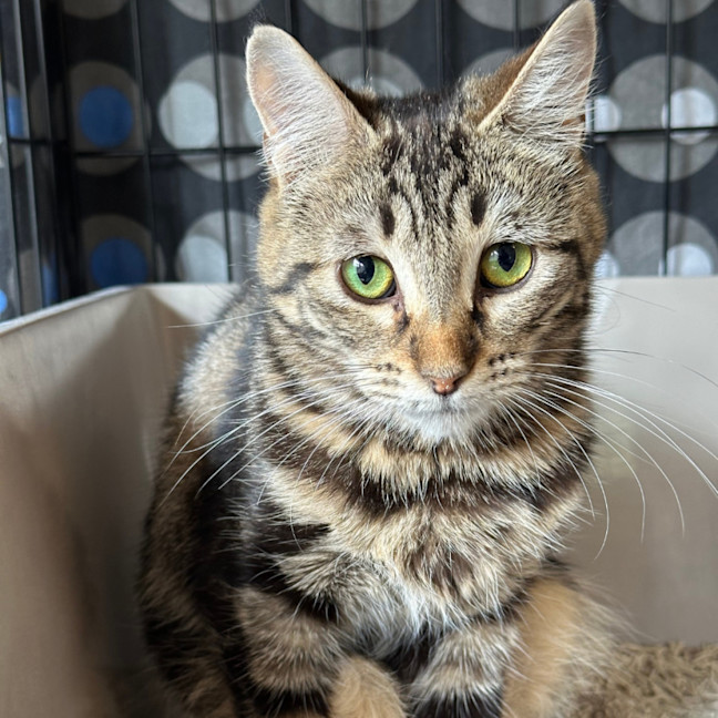 Photo of 🐭 Frankie🐭 