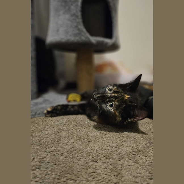 Photo of Gracie   In Foster Care In Bentleigh East