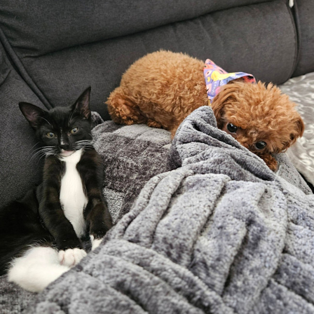 Photo of Frankenstein