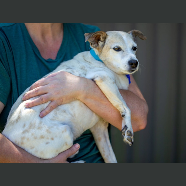 Photo of Rex   14 Year Old Mini Foxie