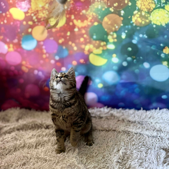 Photo of Victoria (Located In Eltham North) 