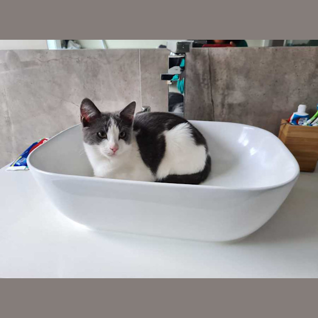 Photo of Earl Grey