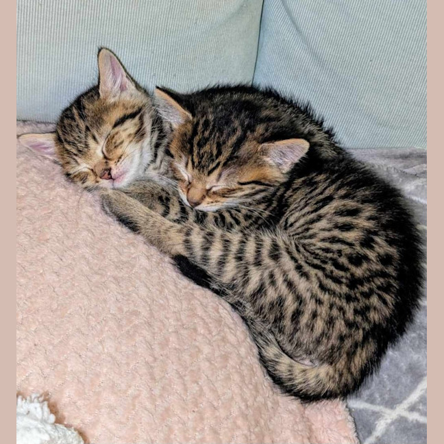 Photo of Simba & Audrey