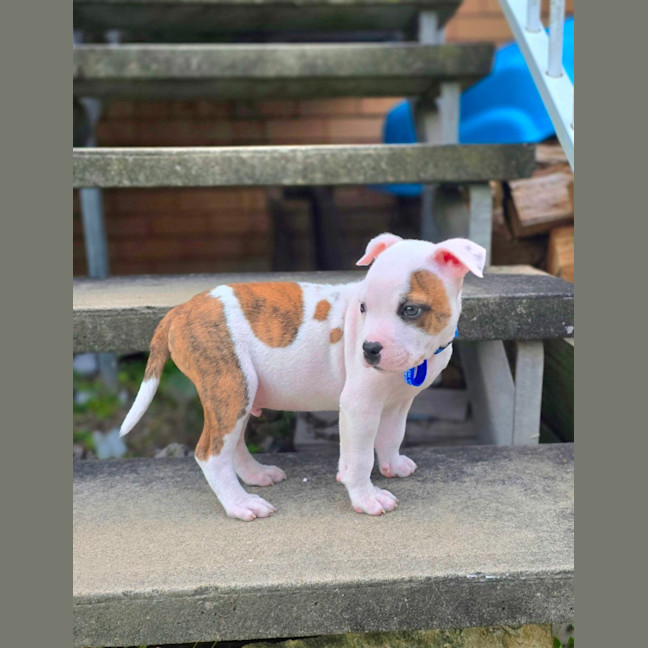 Photo of Alfie   7 Week Old Staffy X Bulldog X (Trial)