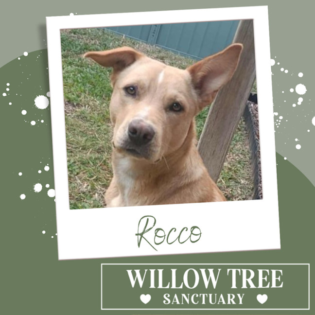 Photo of Rocco