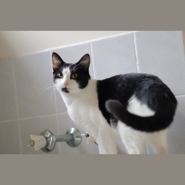 Photo of Suki