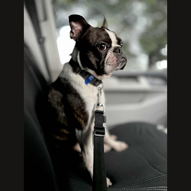 Photo of Remy   4 Year Old Boston Terrier