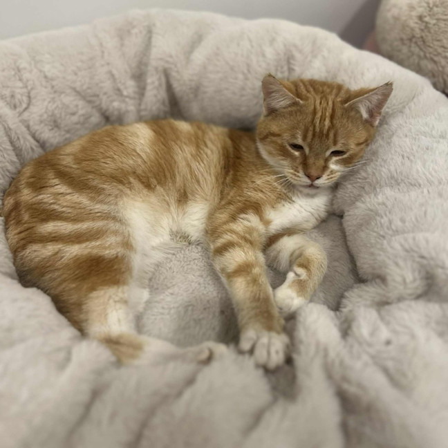 Photo of Rupert   In Foster Care In Doreen