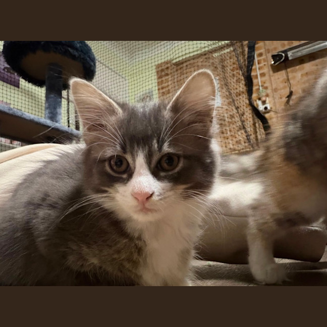 Photo of Bluebell 