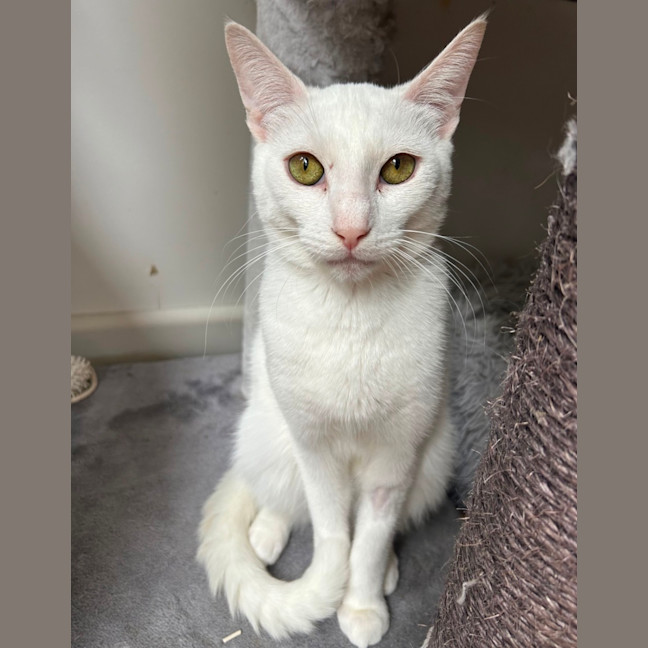 Photo of Casper 