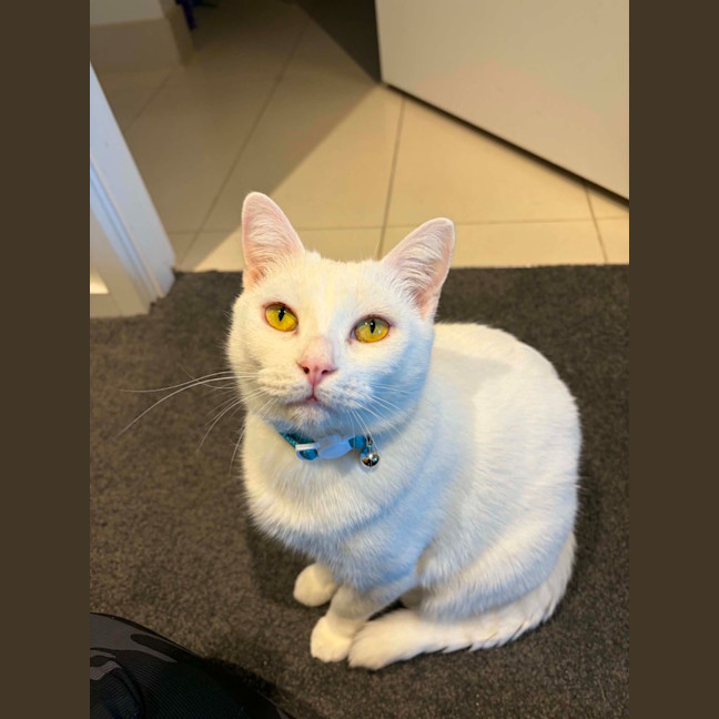 Photo of Indigo
