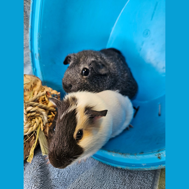 Photo of Penny