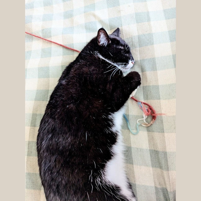 Photo of Sundae