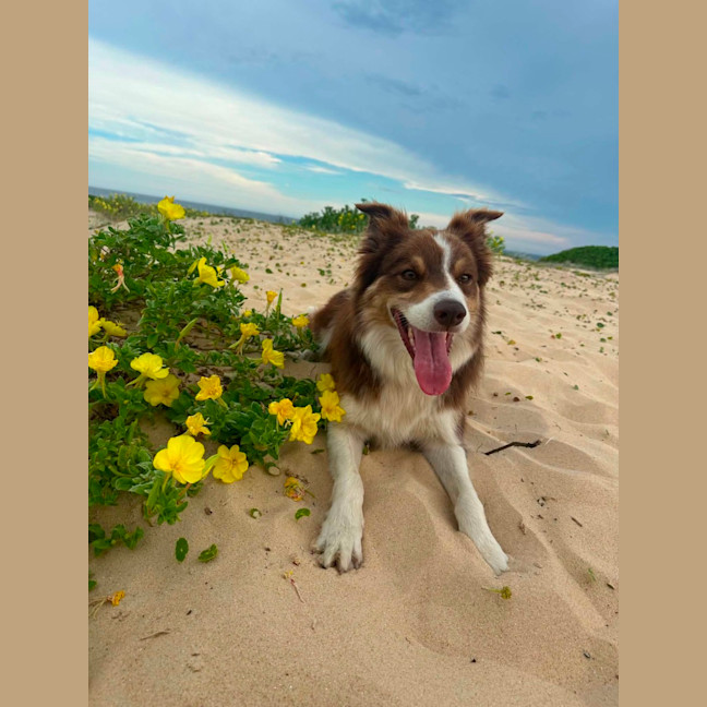 Photo of Whiskey   6 Year Old Border Collie