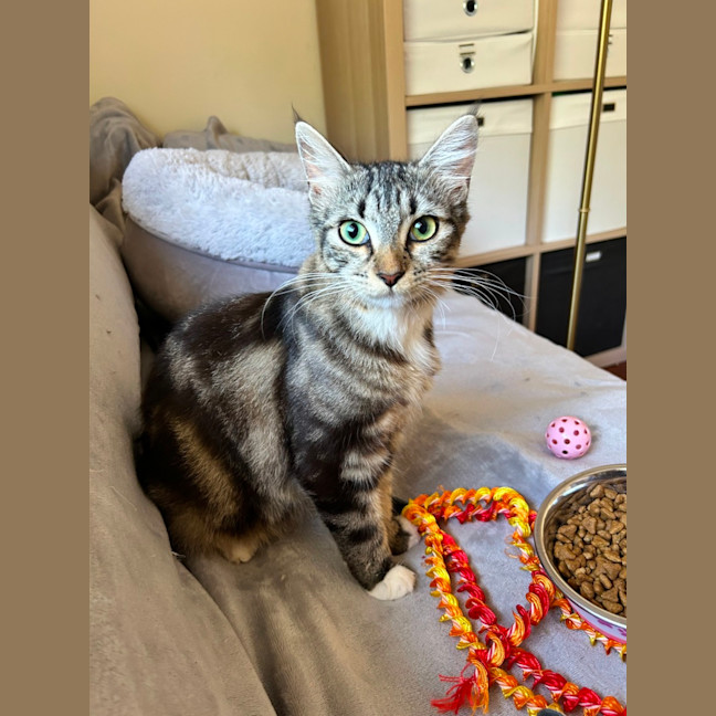 Photo of Freya   Located In Lower Plenty