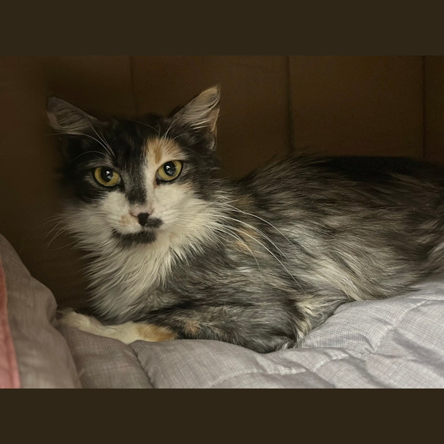 Photo of Delilah