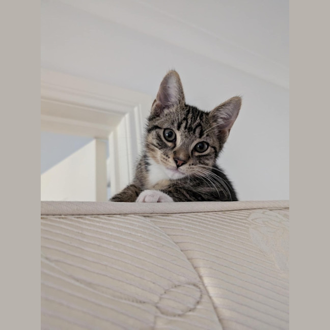 Photo of Murray Meet Me@Petstock Mornington Nepean Hwy