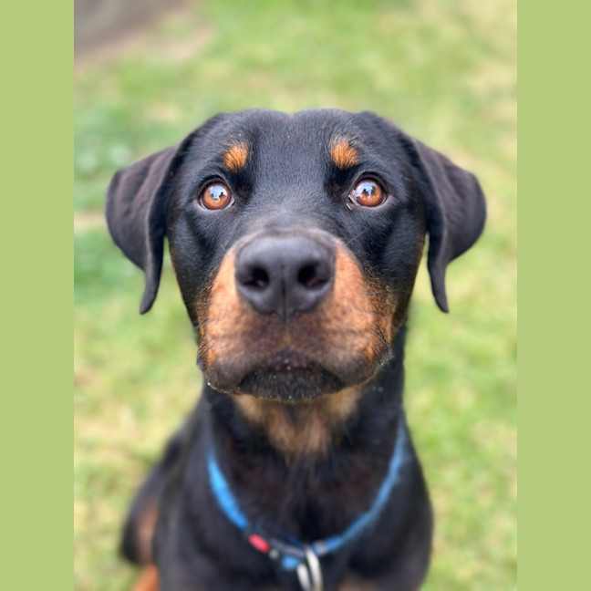 Photo of Lennox
