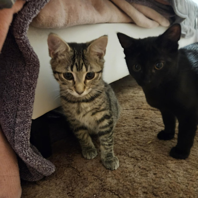 Photo of Arsh ** 2nd Chance Cat Rescue**