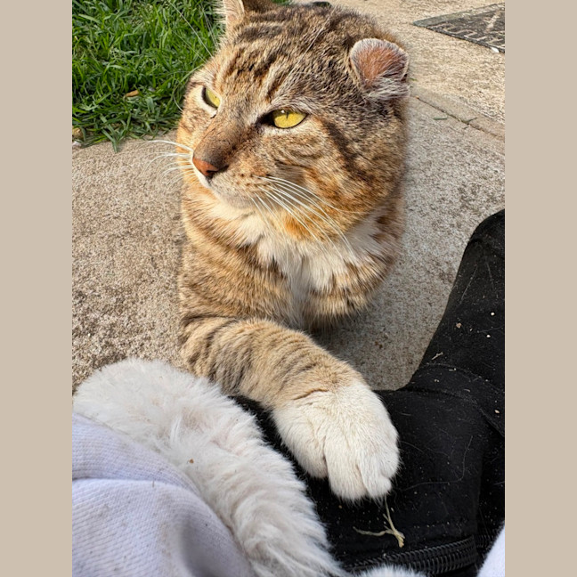 Photo of Mike Tyson