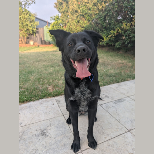 Photo of Zara   2 Year Old Border Collie X Kelpie