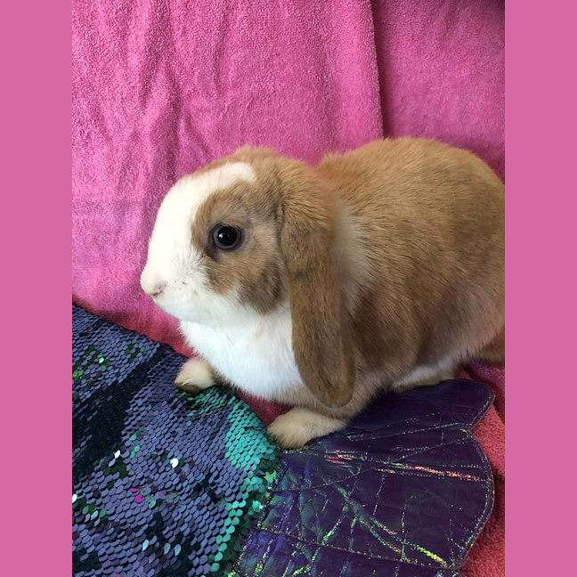 Photo of Oat (Bonded With Muesli)