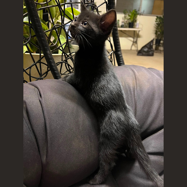 Photo of Cilantro
