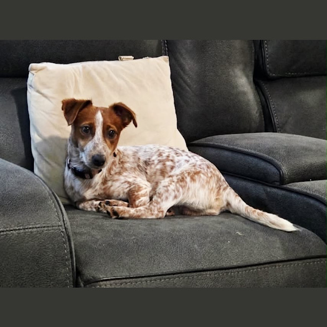 Photo of Chip