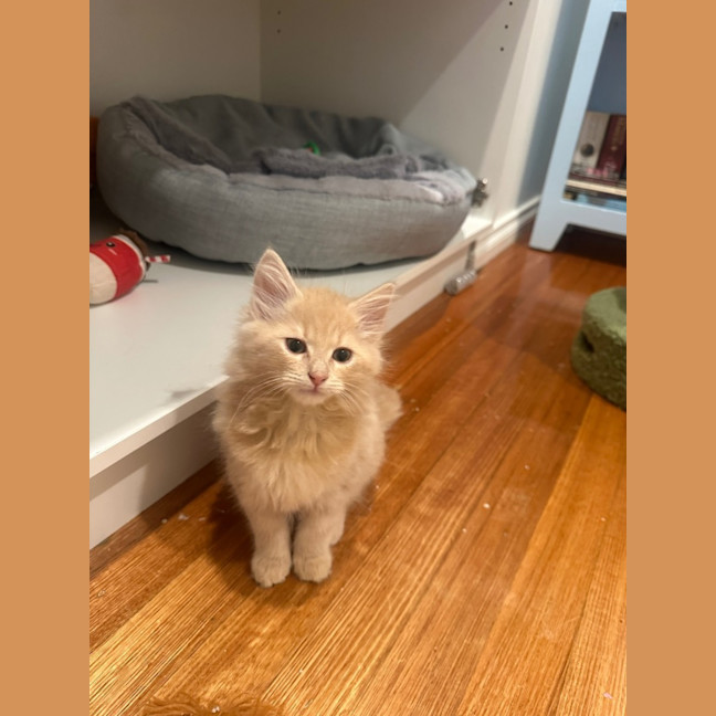 Photo of Dingo