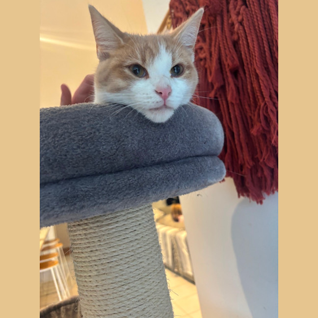 Photo of Henry Meet Me@Petstock Mornington Nepean Hwy Store