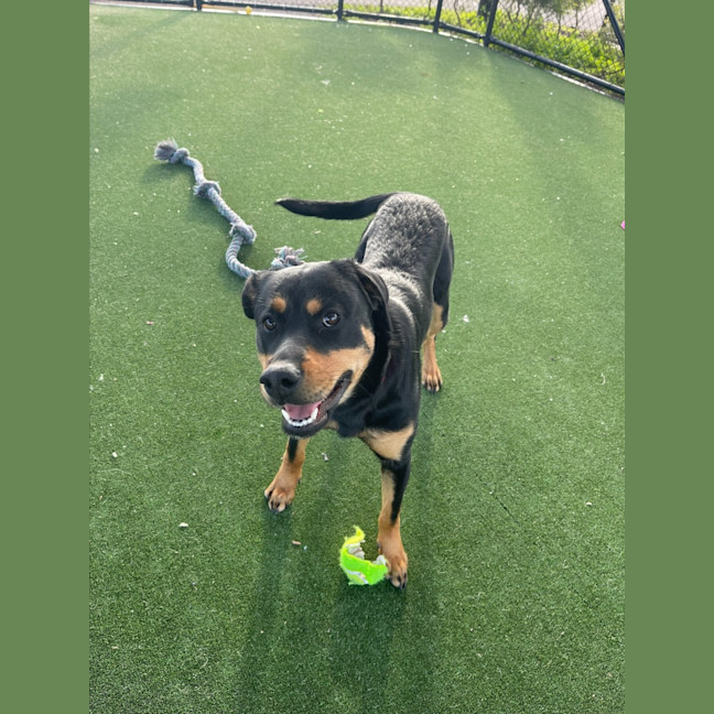 Photo of Roxy Imp 1353