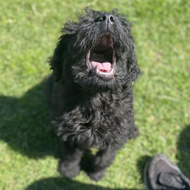Photo of Poppy