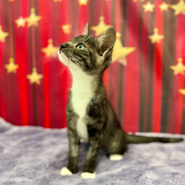 Photo of Feyre   Located In Kew