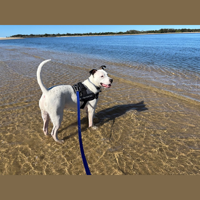 Photo of D1224 Lucky