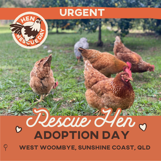 Photo of Rescue Hens   For Adoption   Sunshine Coast, Qld