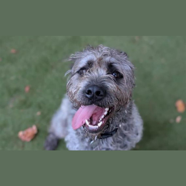 Photo of Sully