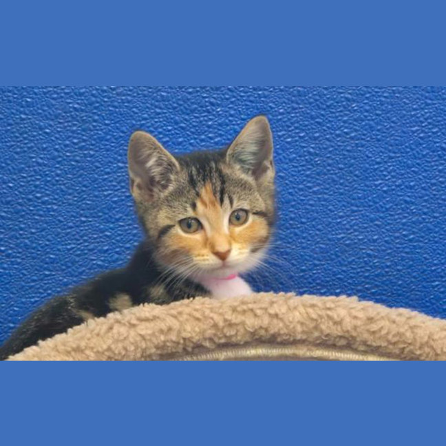 Photo of Bonnie