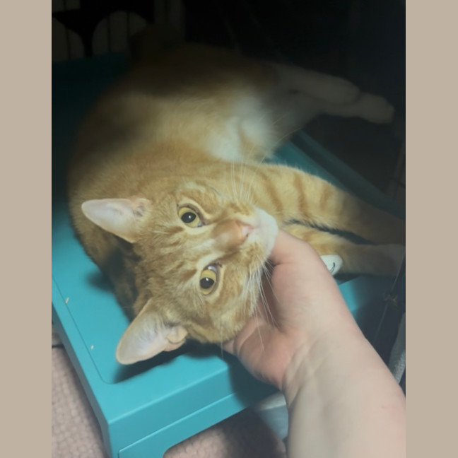 Photo of Martin **2nd Chance Cat Rescue**