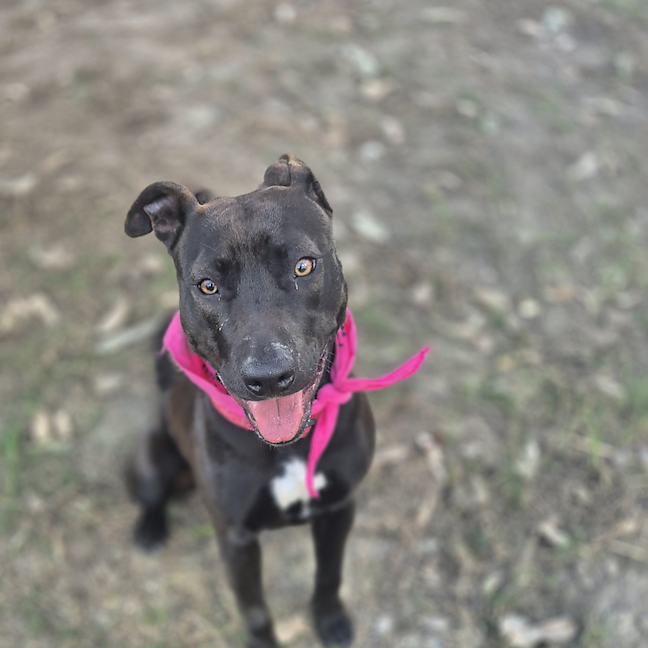 Photo of Jelly Bean