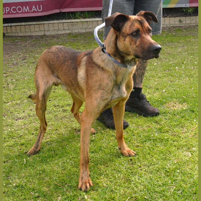 Photo of Loki