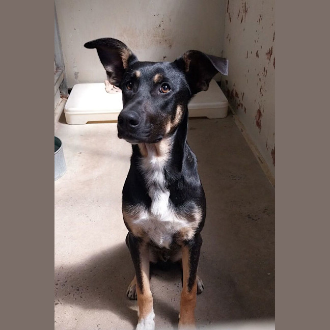 Photo of Johnny Rotten